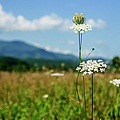 Queen Ann's Lace